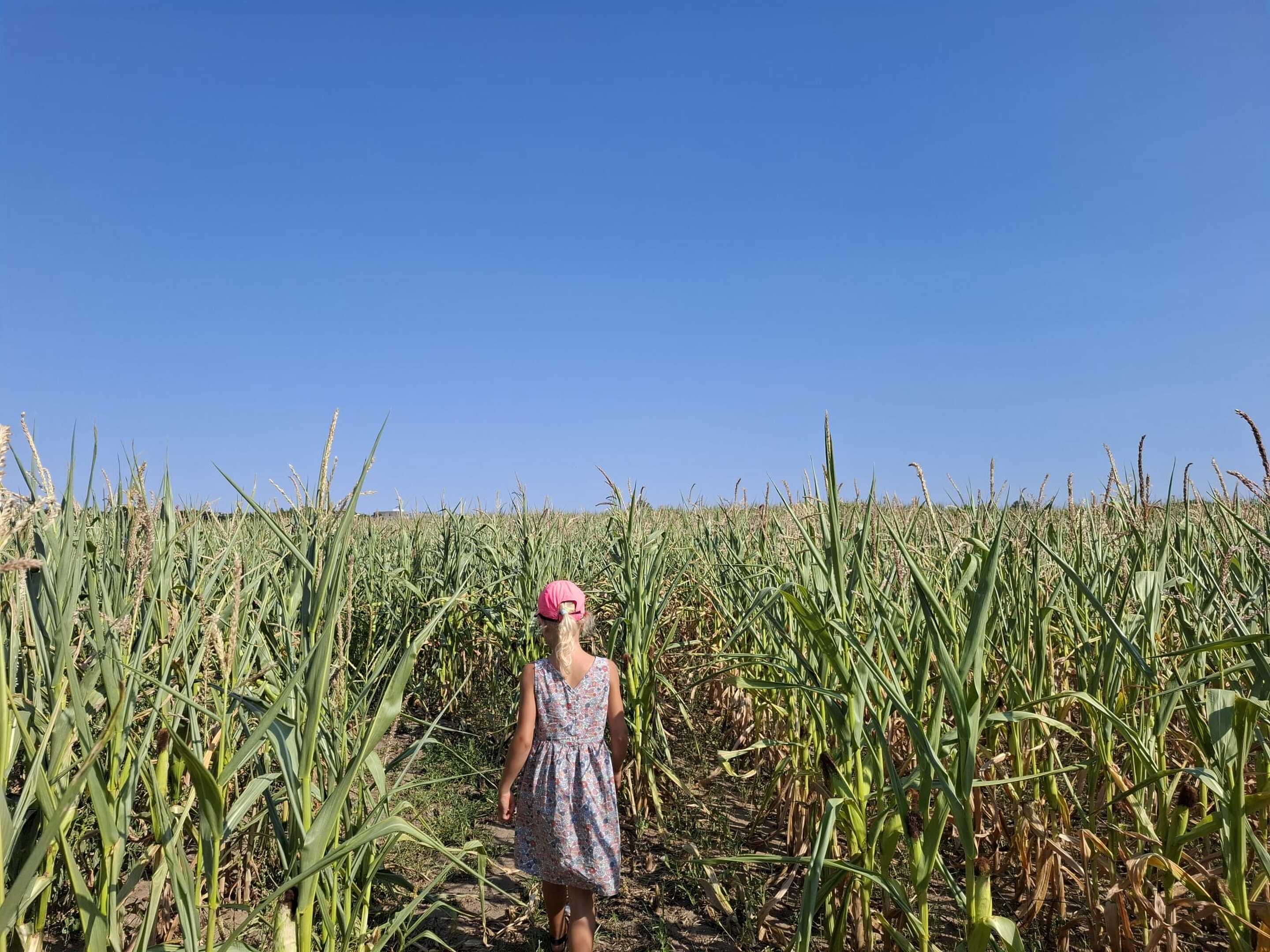 Maislabyrinth PlantAGE, Foto: Stadtmarketing Frankfurt Oder
